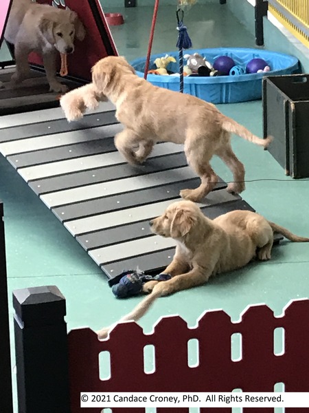 Three golden retrievers play in an indoor play yard.  There is an A-frame ramp structure, varied dog toys, and a kiddie pool with balls and toys.    